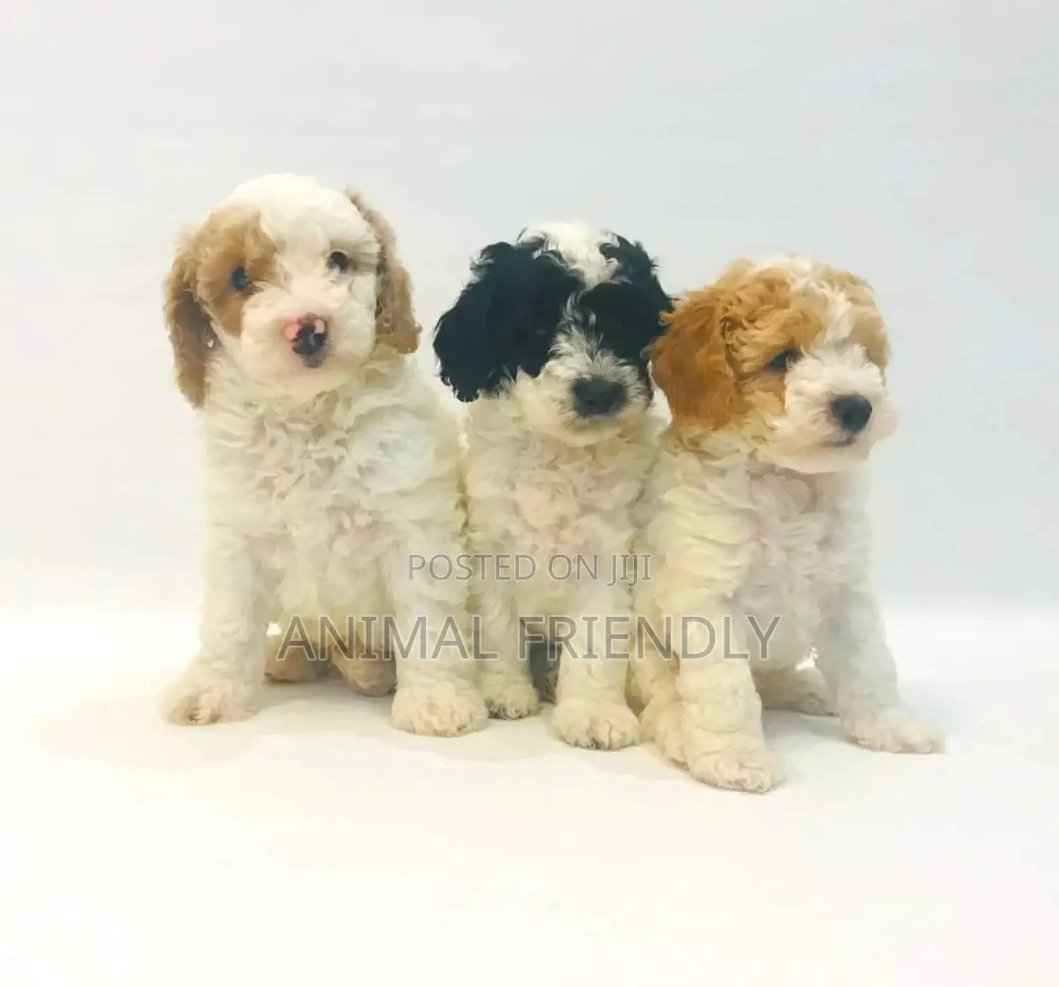 1-3 months Female Purebred Poodle