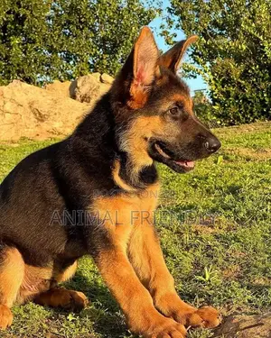 1-3 months Male Purebred German Shepherd