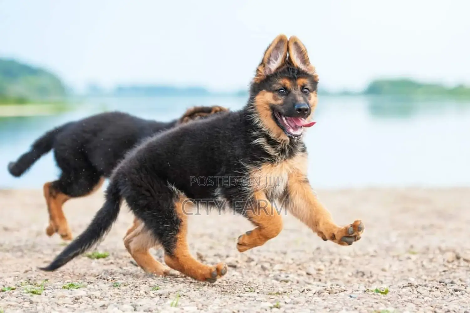 1-3 months Female Purebred German Shepherd