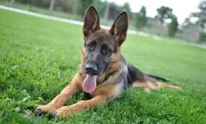 1-3 months Male Purebred German Shepherd