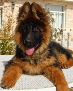 1-3 months Male Purebred German Shepherd
