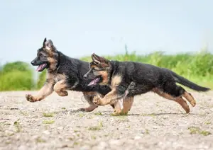 1-3 months Male Purebred German Shepherd