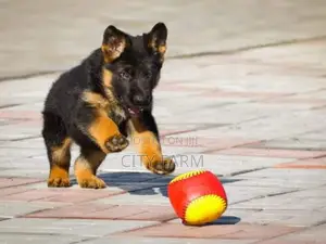 1-3 months Female Purebred German Shepherd