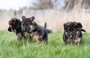 1-3 months Female Purebred German Shepherd