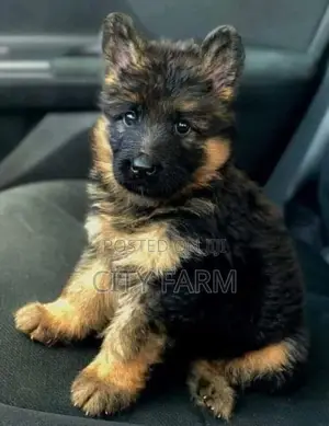 1-3 months Female Purebred German Shepherd
