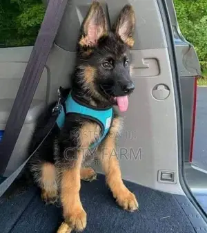 1-3 months Female Purebred German Shepherd