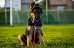 1-3 months Male Purebred German Shepherd