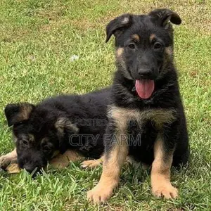1-3 months Male Purebred German Shepherd