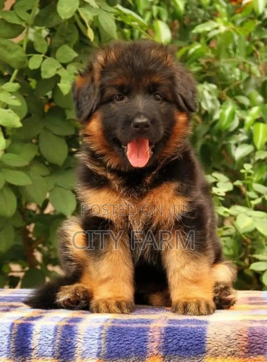 1-3 months Male Purebred German Shepherd