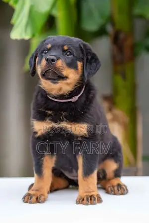 1-3 months Male Purebred Rottweiler