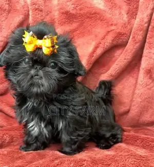 1-3 months Male Purebred Shih Tzu