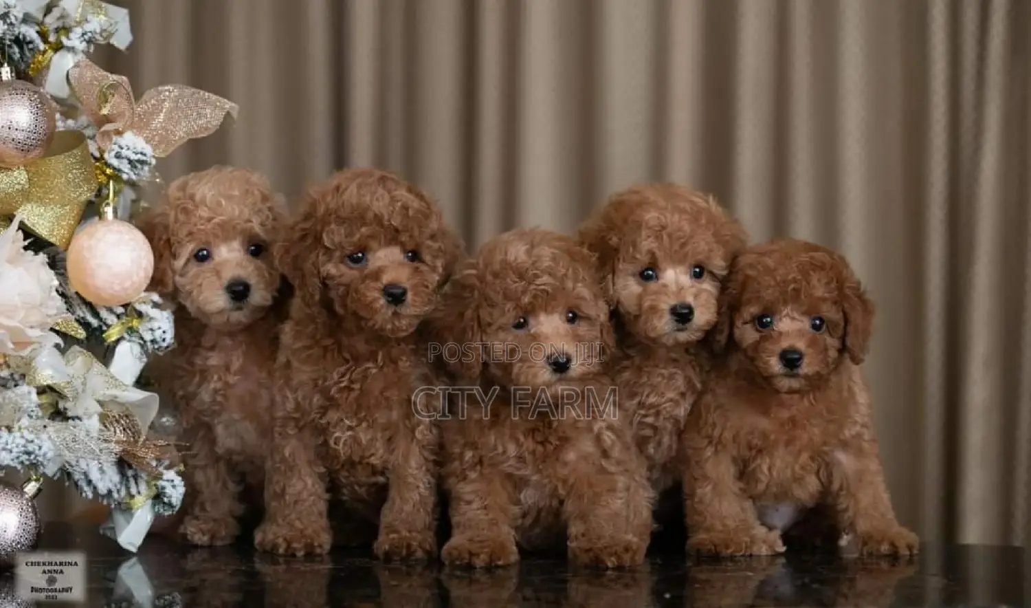 1-3 months Male Purebred Poodle
