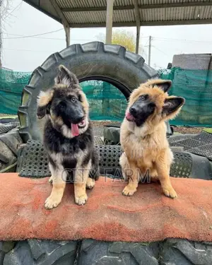1-3 months Male Purebred German Shepherd