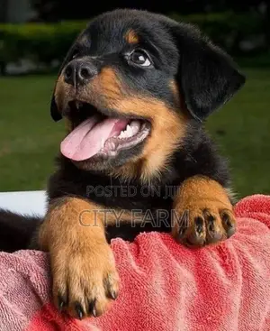 1-3 months Male Purebred Rottweiler