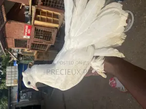 Fantails Pidgeons