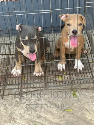 1-3 months Female Purebred American Bully