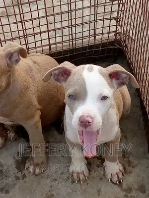 1-3 months Male Purebred American Pit Bull Terrier