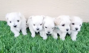 1-3 months Male Purebred Poodle