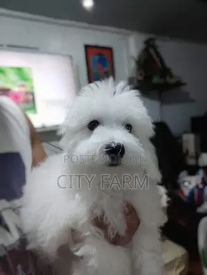 1-3 months Male Purebred Poodle