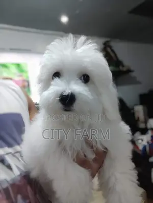 1-3 months Male Purebred Poodle