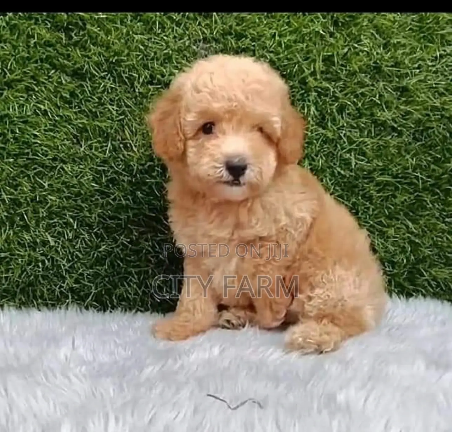 1-3 months Female Purebred Poodle