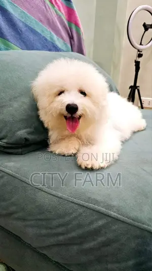 1-3 months Male Purebred Poodle