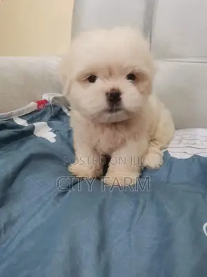 1-3 months Male Purebred Maltese