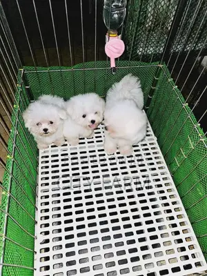 1-3 months Male Purebred Maltese