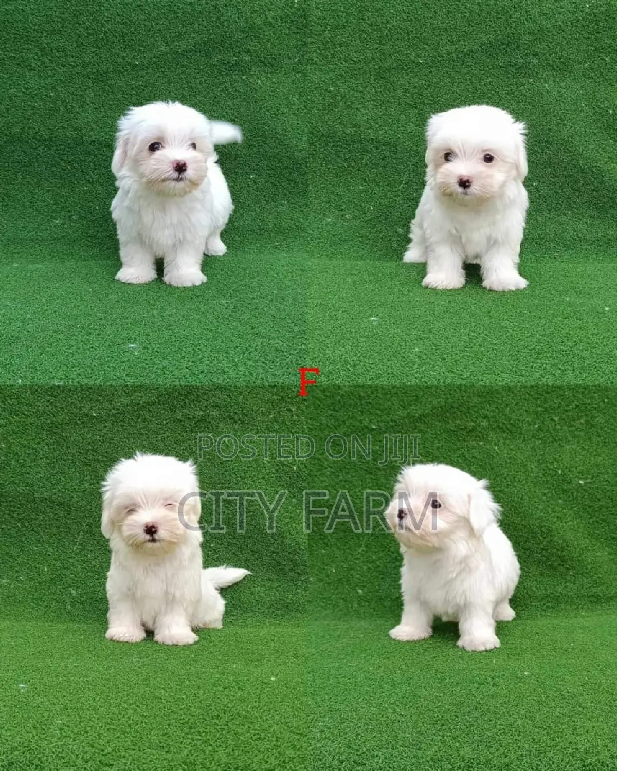1-3 months Male Purebred Maltese