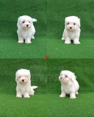 1-3 months Male Purebred Maltese
