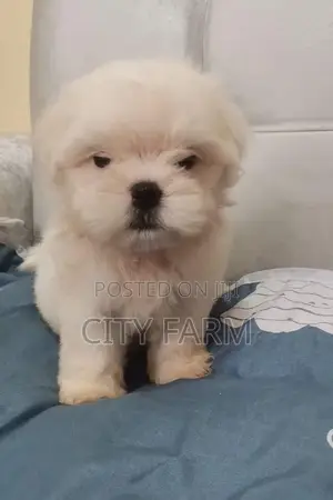 1-3 months Male Purebred Maltese