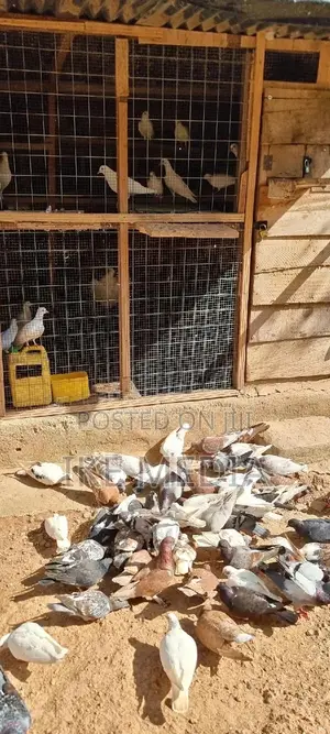 Pigeons (Mixed Colour)