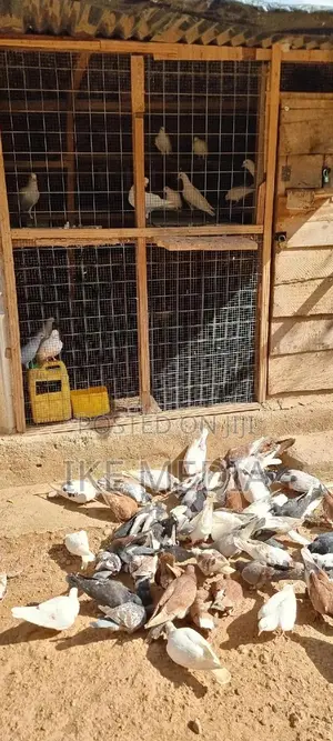 Pigeons (Mixed Colour)