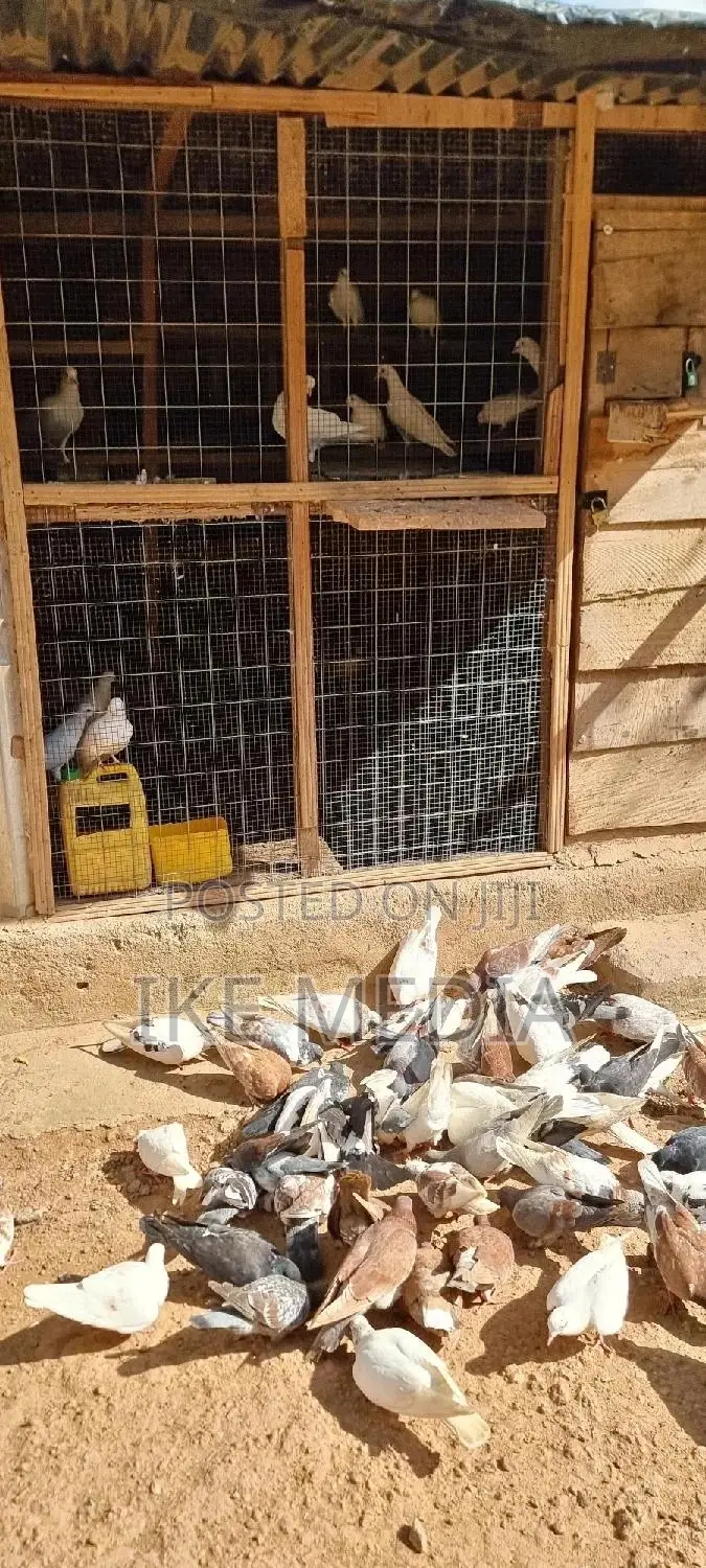 Pigeons (Mixed Colour)