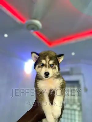 1-3 months Male Purebred Siberian Husky