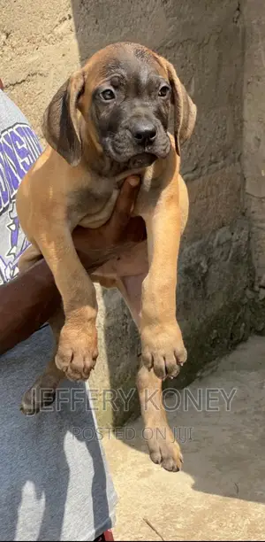 1-3 months Male Purebred Boerboel