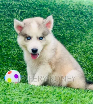 1-3 months Male Purebred Siberian Husky