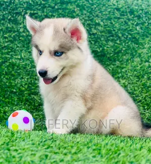 1-3 months Male Purebred Siberian Husky