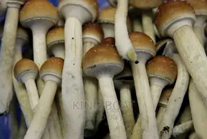Magic Mushrooms Fresh