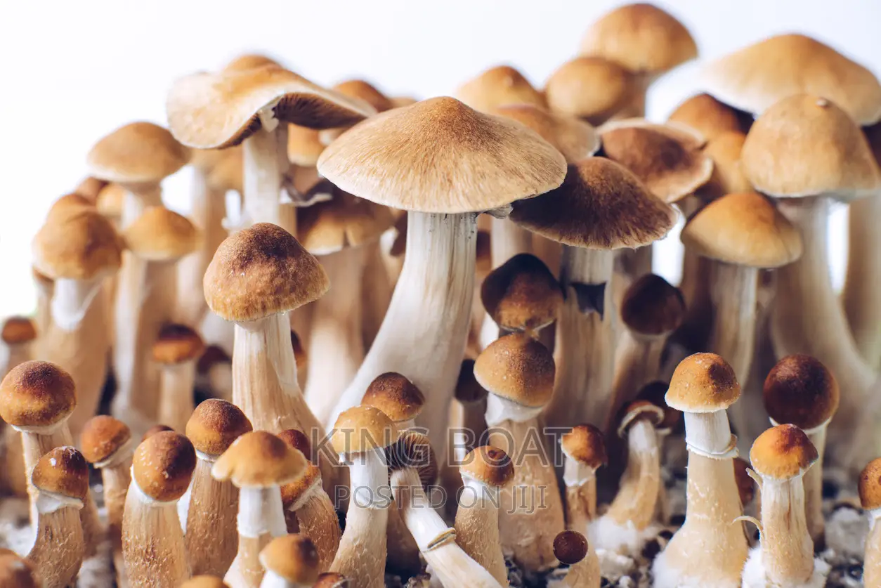Magic Mushrooms Fresh