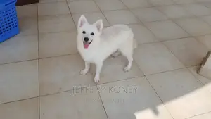 1-3 months Male Purebred American Eskimo
