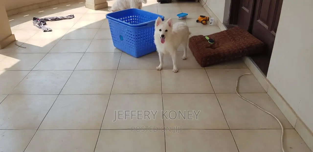 1-3 months Male Purebred American Eskimo