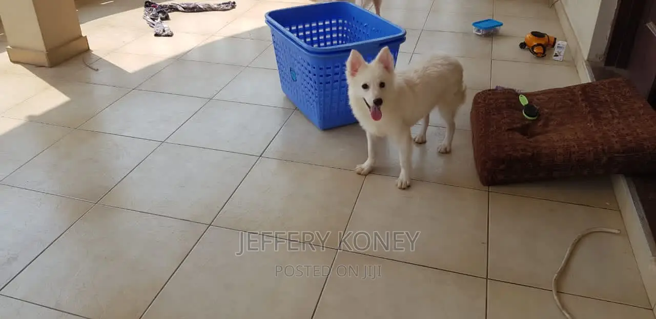 1-3 months Male Purebred American Eskimo