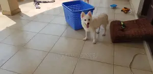 1-3 months Male Purebred American Eskimo