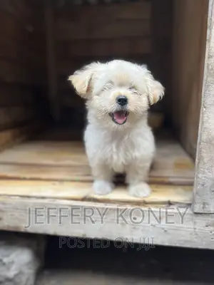 1-3 months Male Purebred Poodle