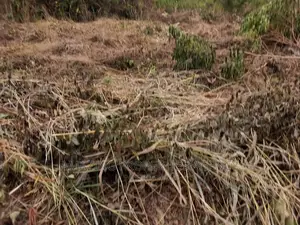 20 Acres of Land,Walled and Gated Tema,