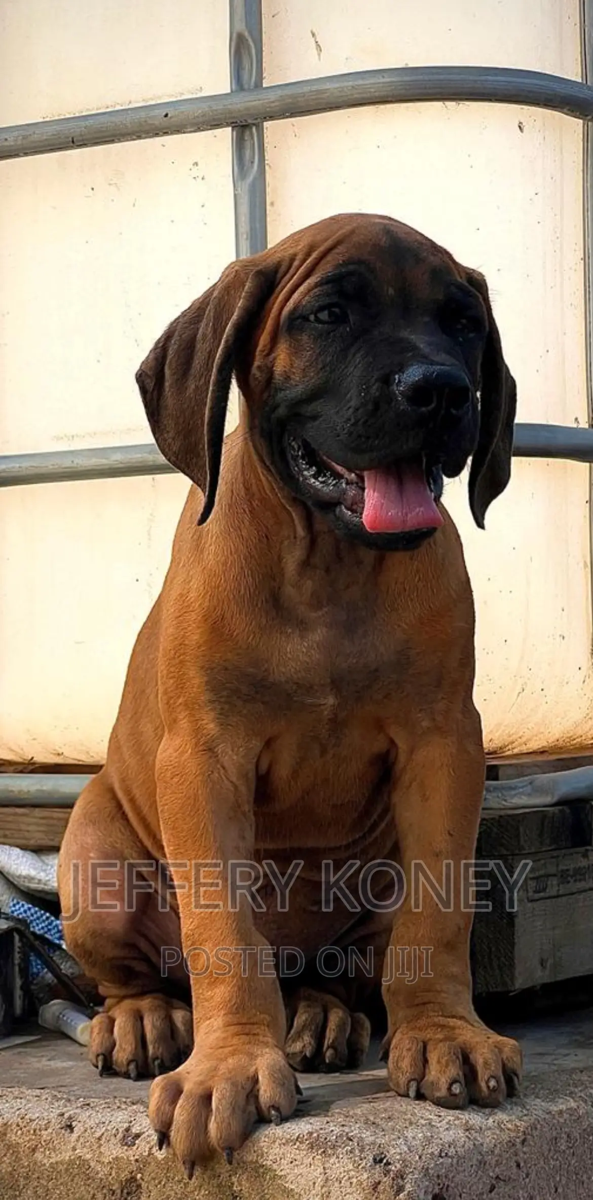1-3 months Male Purebred Boerboel