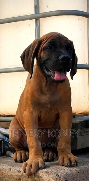 1-3 months Male Purebred Boerboel