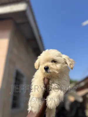 1-3 months Male Purebred Poodle