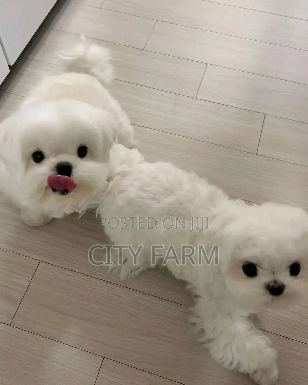 1-3 months Male Purebred Maltese